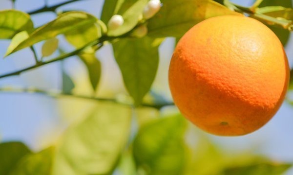  Tampa Bay Area Oranges