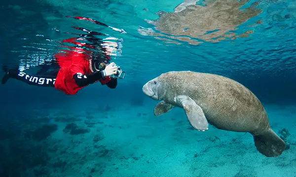 Swim With The Manatees At Crystal River Incredible attractions