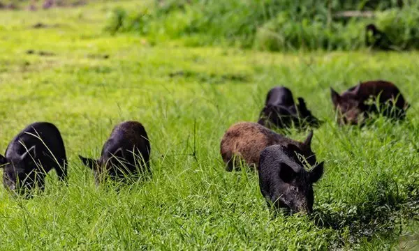 wild hogs on green field before hog hunting