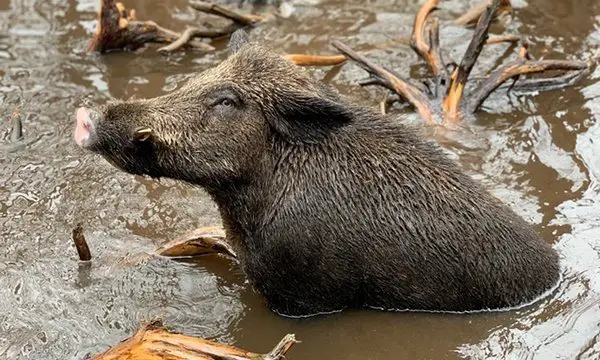 BEST TIMES FOR CENTRAL FLORIDA HOG HUNTING