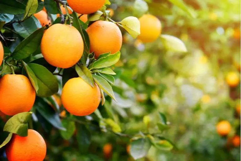 Florida Oranges and Where to Buy Them Central Florida Paradise