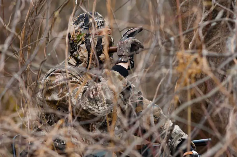 Hunter calling ducks in duck hunting season