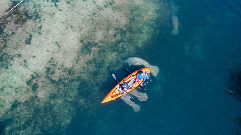 Aerial view of two people on a double kayak over a group of swimming manatees