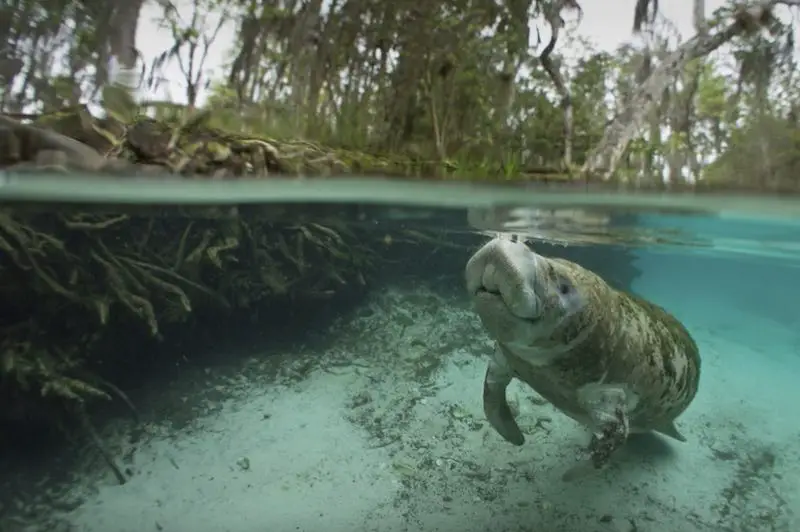 central florida manatee tours