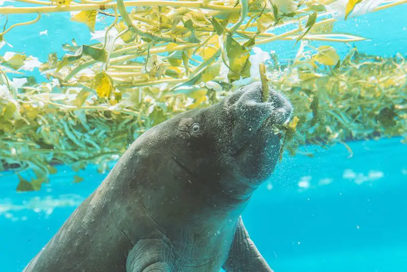 Manatee eating underwater vegetation close up picture