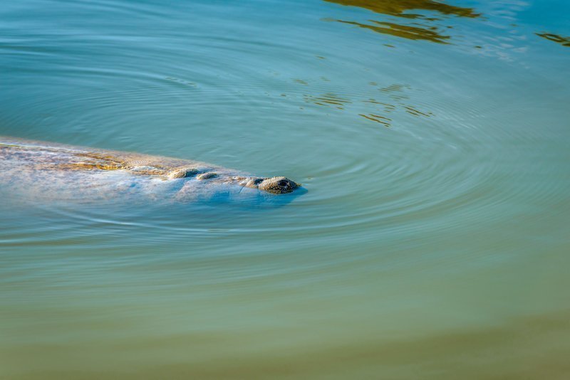 central florida manatee tours