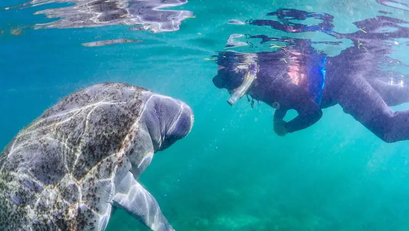Scuba diver close underwater encounter with a manatee