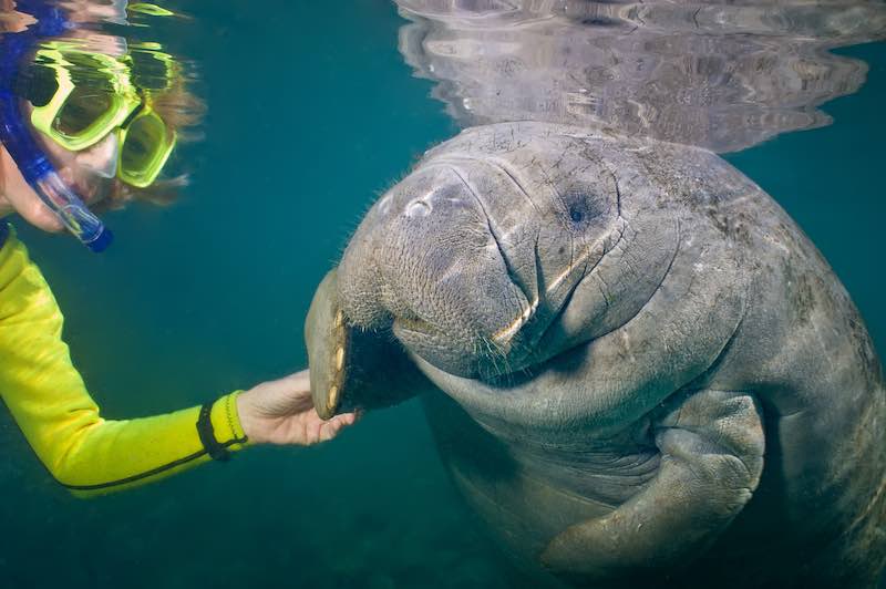 Diver and manatee encounter underwater