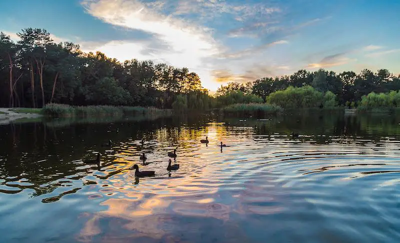 Ducks on a lake at dawn