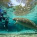 Diver taking close up photos of a manatee underwater