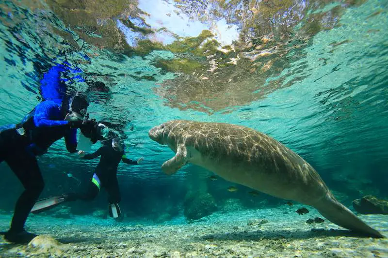 Diver taking close up photos of a manatee underwater