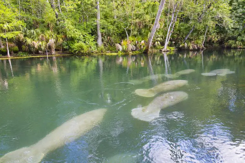 A group of manatees swimming in a river in Central Florida
