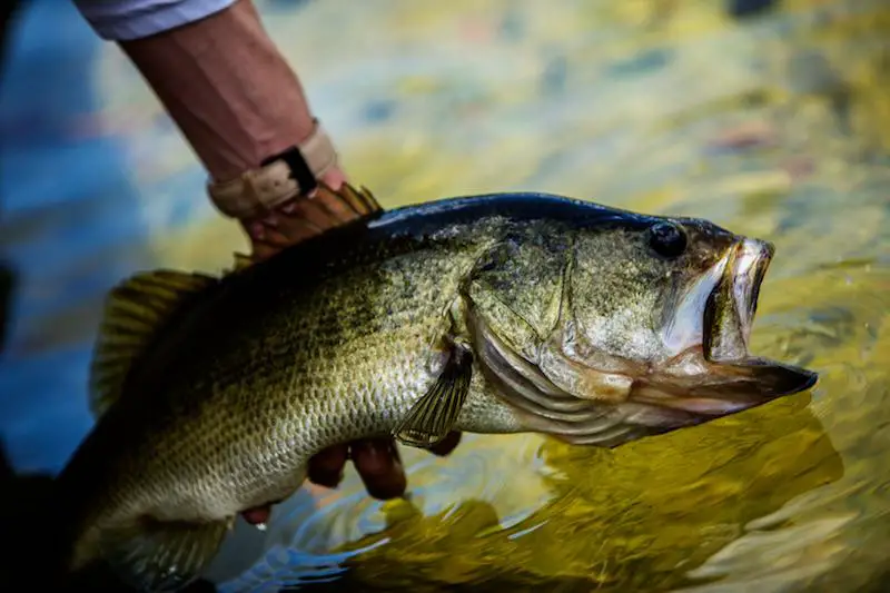 Large Mouth Release. CENTRAL FLORIDA BASS FISHING REPORT