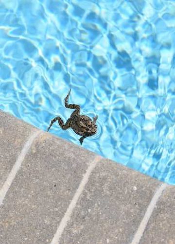 Little frog swimming in a swimming pool trapped inside