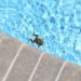 Little frog swimming in a swimming pool trapped inside