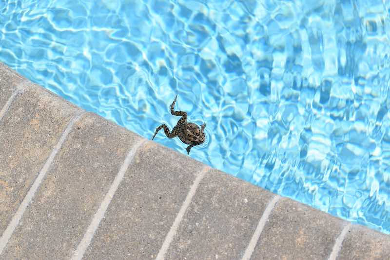 Little frog swimming in a swimming pool trapped inside