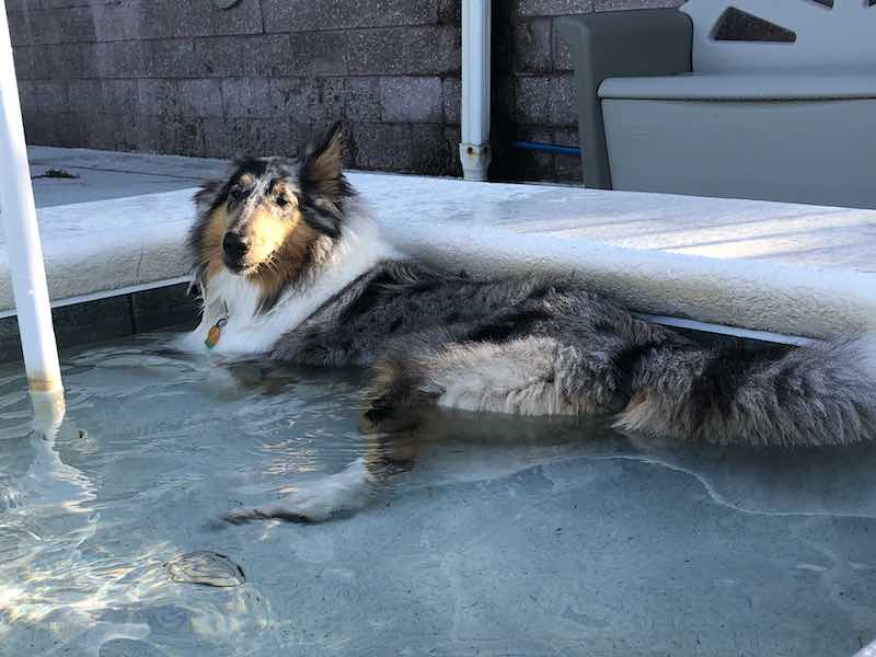 Beautiful Collie dog enjoying a bath in a swimming pool in Central Florida