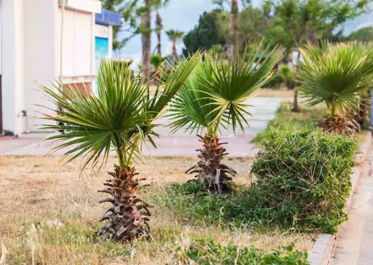 Where to Buy Palm Trees in Florida Central Florida Paradise