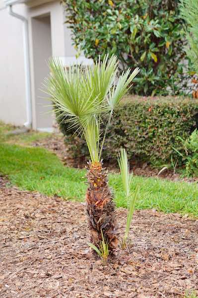 Where to Buy Palm Trees in Florida