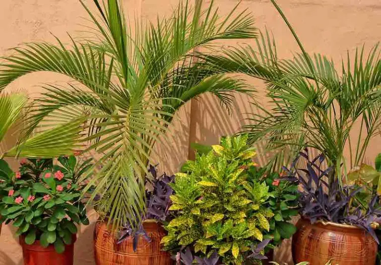 Where to Buy Palm Trees in Florida Central Florida Paradise