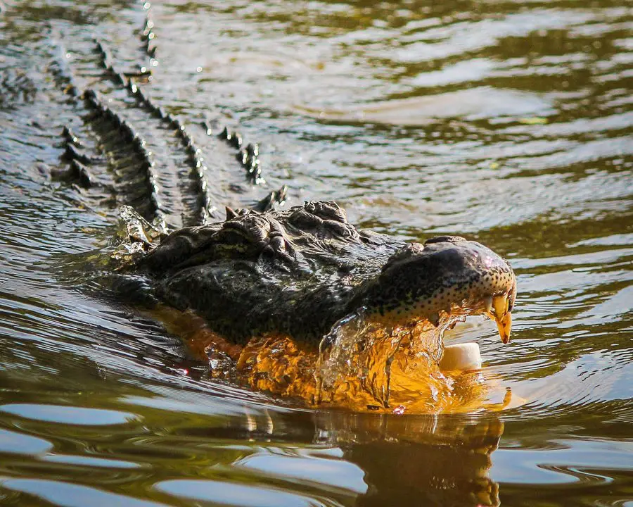 florida alligator