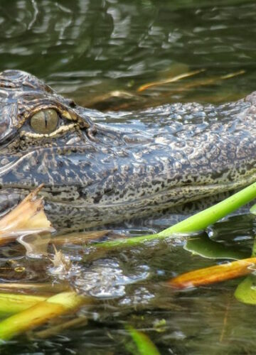 florida alligator