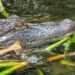 florida alligator