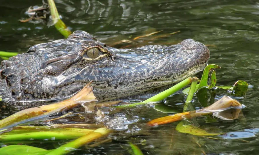 florida alligator