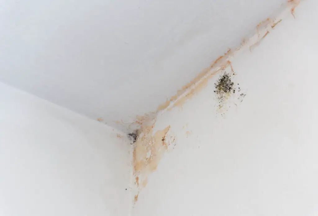 Mold in top corner of white room.