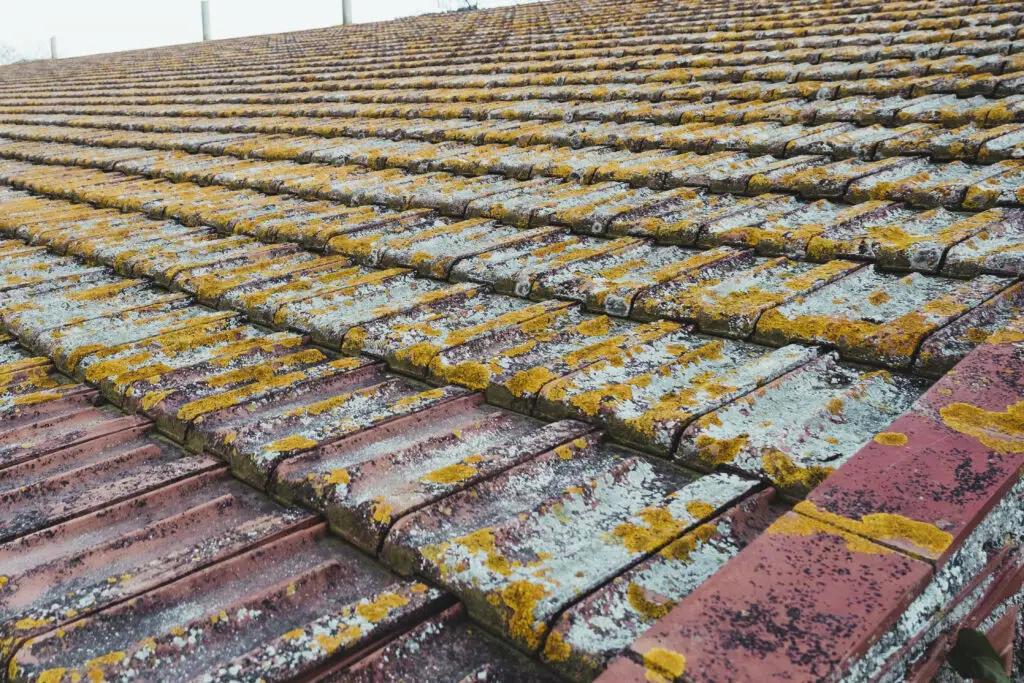 Yellow moss adhering to a clay tile roof.