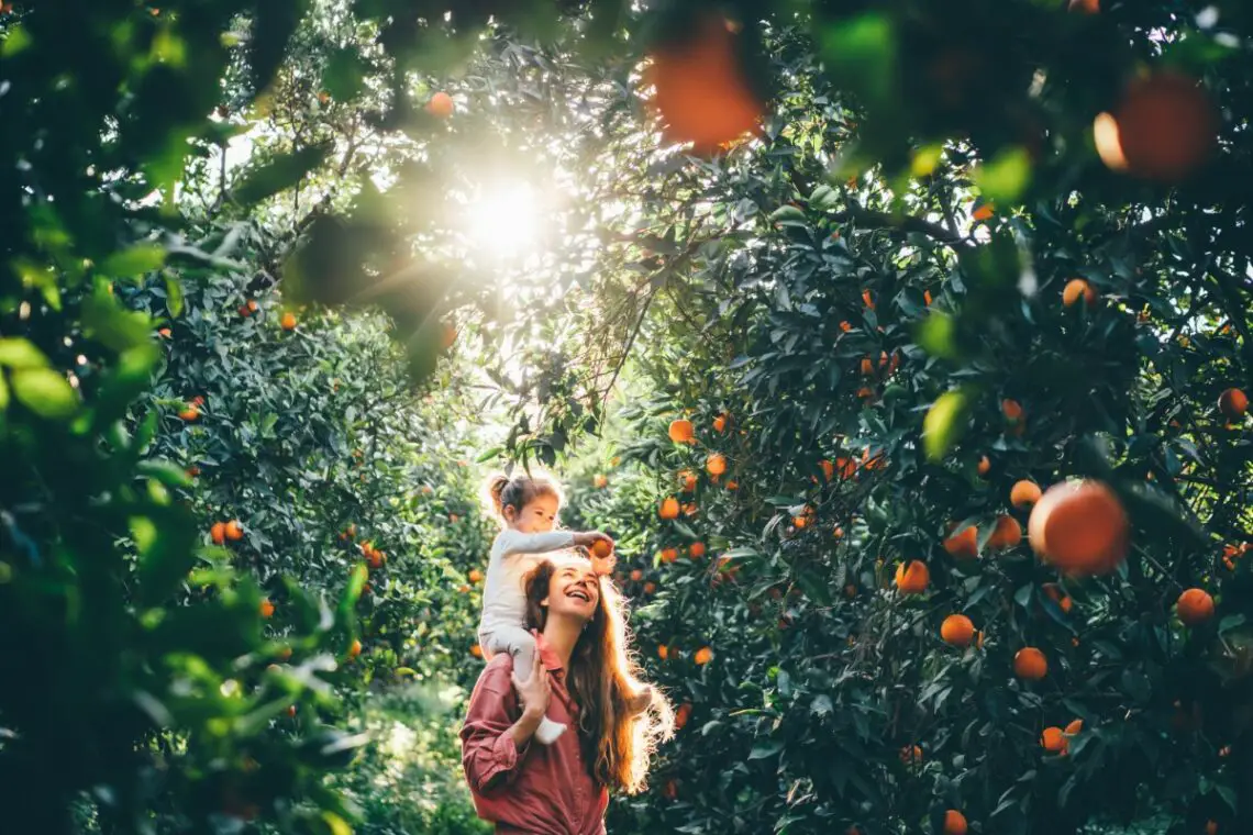 picking oranges