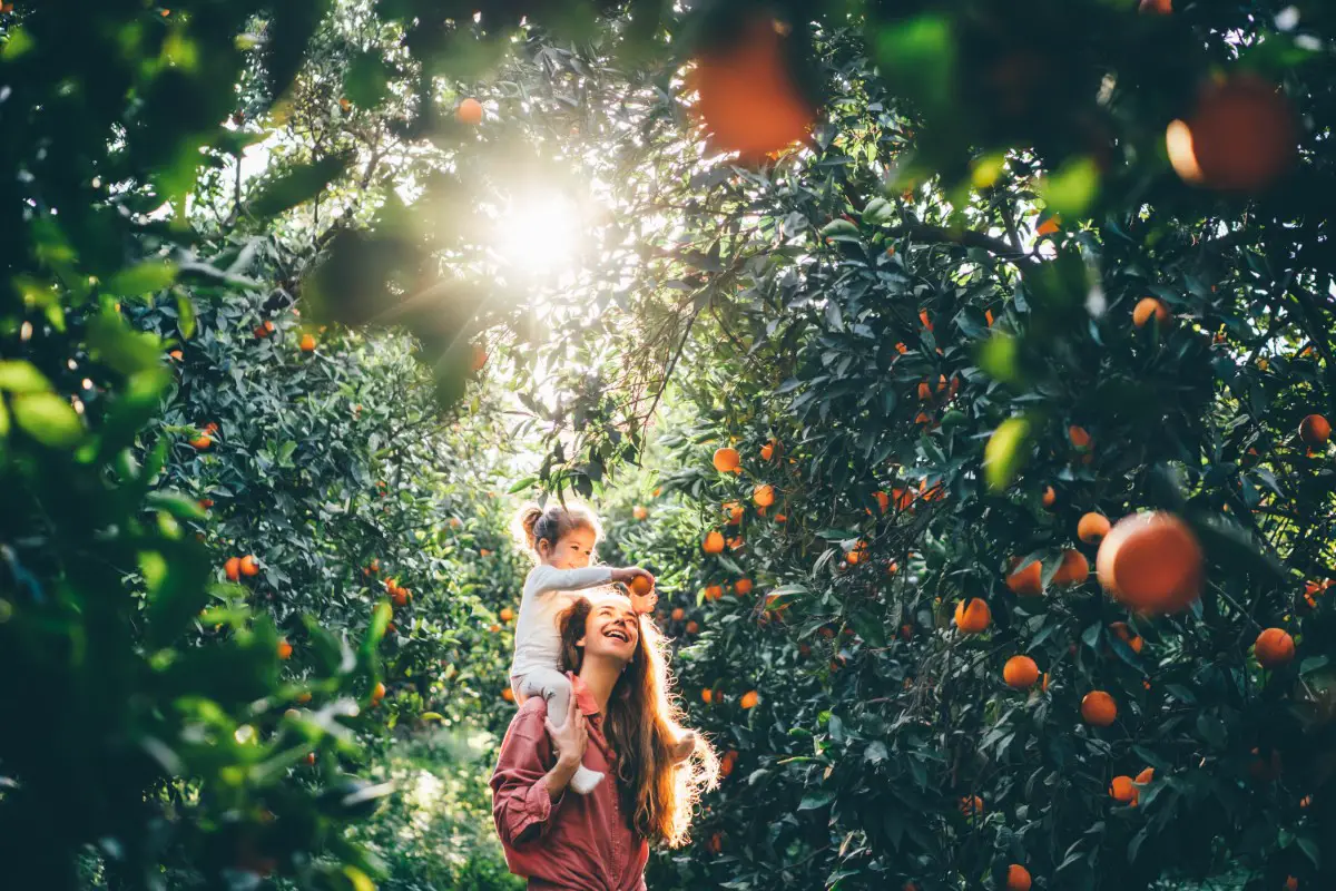 Best Places To Pick Oranges In Central Florida