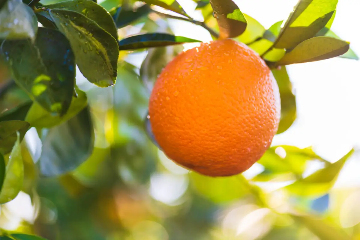 oranges in florida